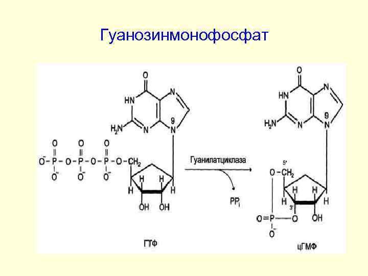 Гуанозинмонофосфат 