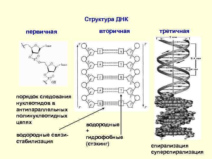 Структура ДНК первичная порядок следования нуклеотидов в антипараллельных полинуклеотидных цепях водородные связистабилизация вторичная водородные