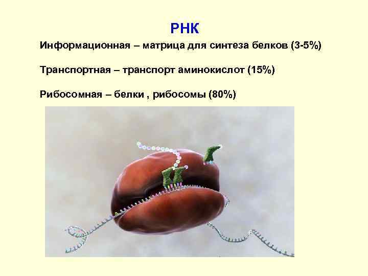 РНК Информационная – матрица для синтеза белков (3 -5%) Транспортная – транспорт аминокислот (15%)