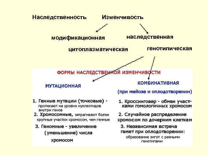 Отношение ген признак внеядерная наследственность презентация 10 класс