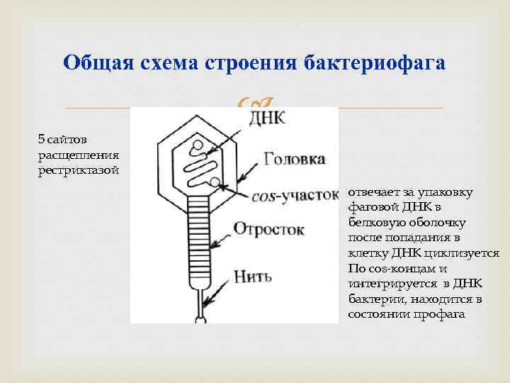 Общая схема строения бактериофага 5 сайтов расщепления рестриктазой отвечает за упаковку фаговой ДНК в