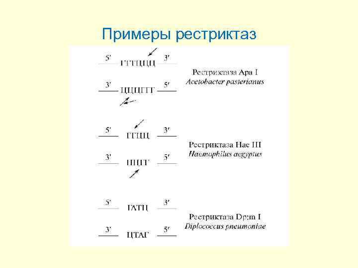 Примеры рестриктаз 
