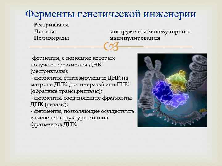 Что является элементами молекулярно генетического уровня