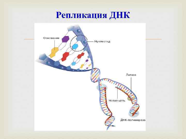 Репликация ДНК 