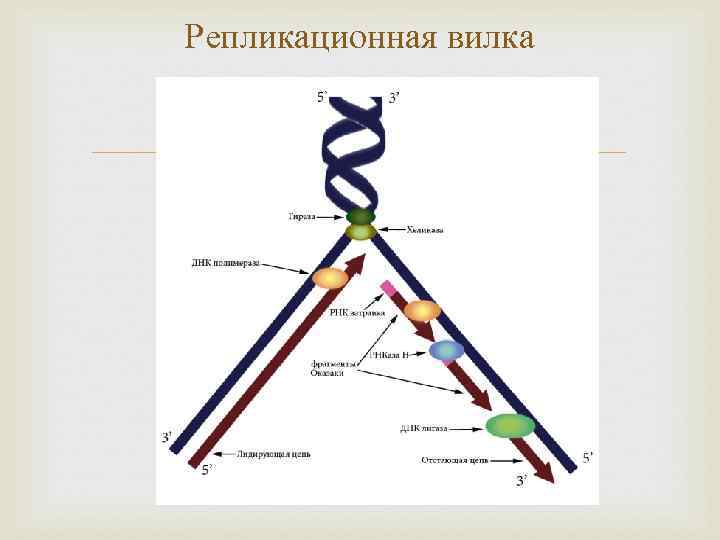 Схема репликационной вилки