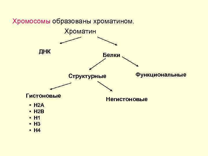 Хромосомы образованы хроматином. Хроматин ДНК Белки Структурные Гистоновые • • • Н 2 А