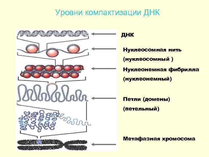 Рассмотрите рисунок на котором представлена схема компактизации упаковки наследственного материала