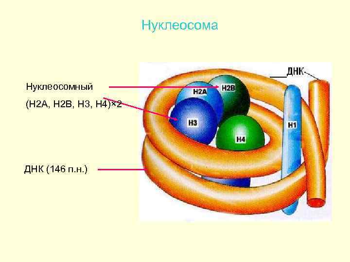 Нуклеосома Нуклеосомный (Н 2 А, Н 2 В, Н 3, Н 4)× 2 ДНК