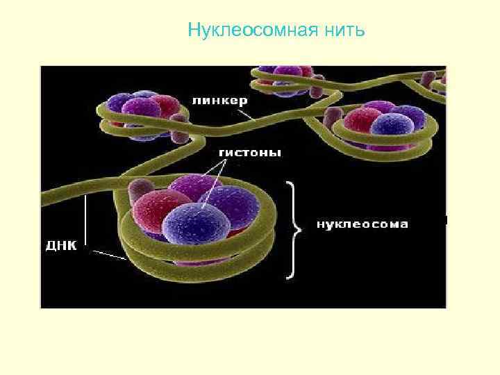 Нуклеосомная нить 
