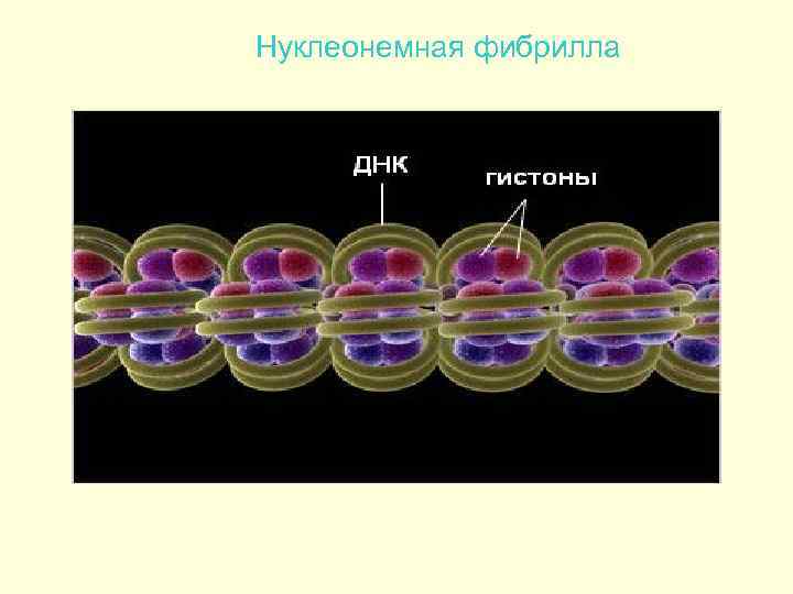 Нуклеонемная фибрилла 