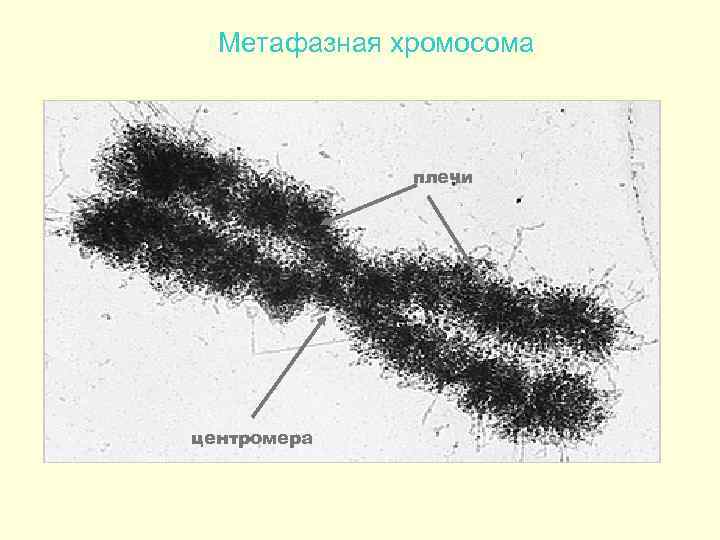 Деление хромосом рисунок