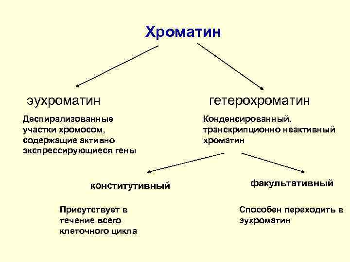 Факультативный гетерохроматин