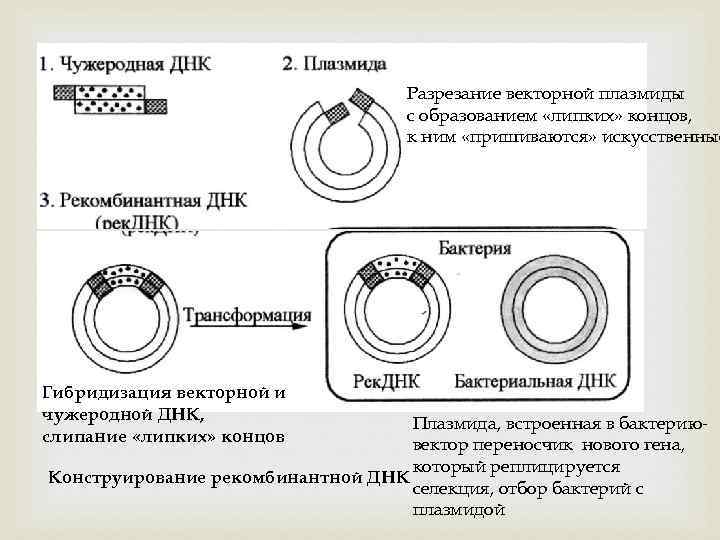  Гибридизация векторной и чужеродной ДНК, слипание «липких» концов Разрезание векторной плазмиды с образованием