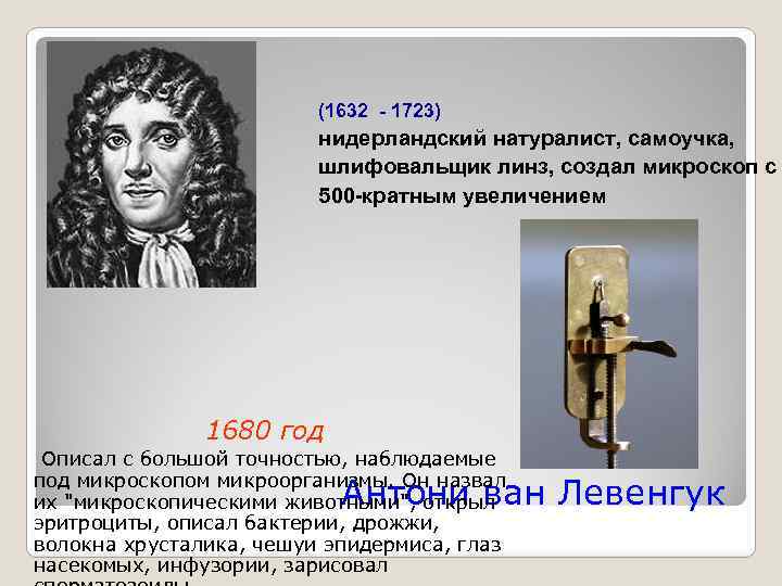 (1632 - 1723) нидерландский натуралист, самоучка, шлифовальщик линз, создал микроскоп с 500 -кратным увеличением