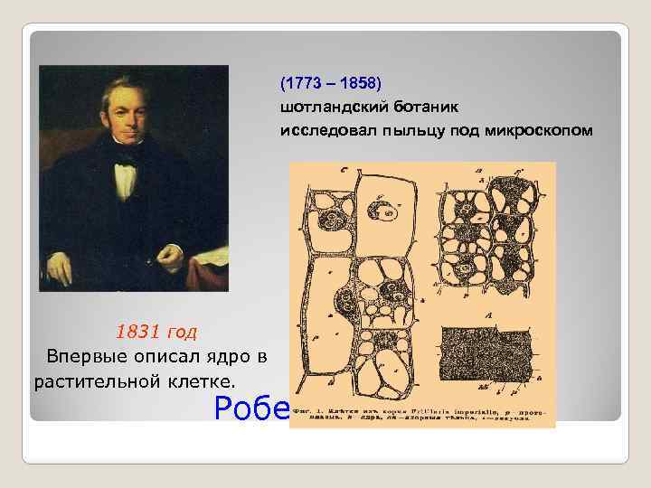 (1773 – 1858) шотландский ботаник исследовал пыльцу под микроскопом 1831 год Впервые описал ядро