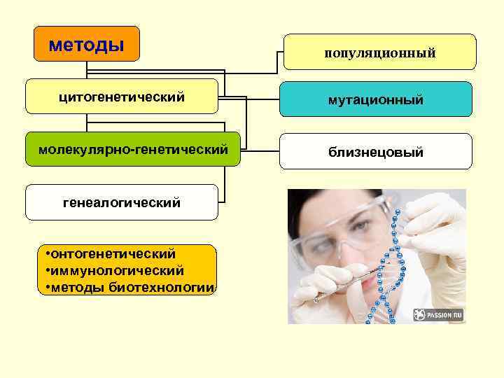 методы цитогенетический молекулярно-генетический генеалогический • онтогенетический • иммунологический • методы биотехнологии популяционный мутационный близнецовый