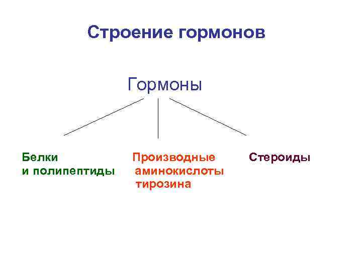 Строение гормонов Гормоны Белки и полипептиды Производные аминокислоты тирозина Стероиды 