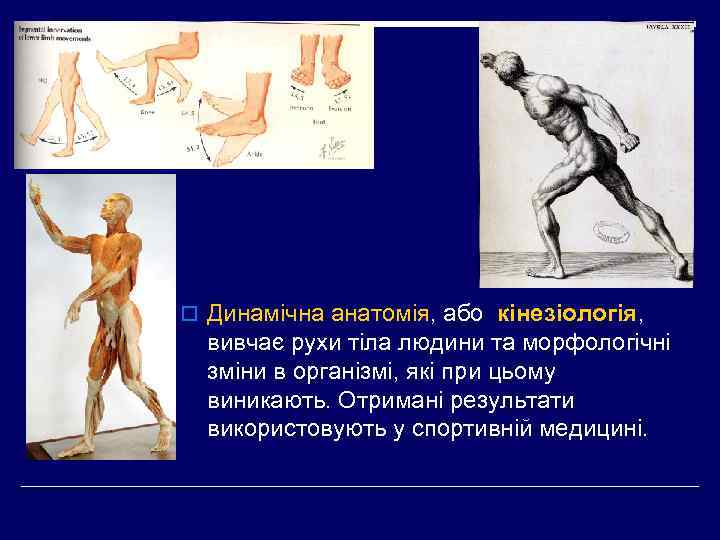 o Динамічна анатомія, або кінезіологія, вивчає рухи тіла людини та морфологічні зміни в організмі,