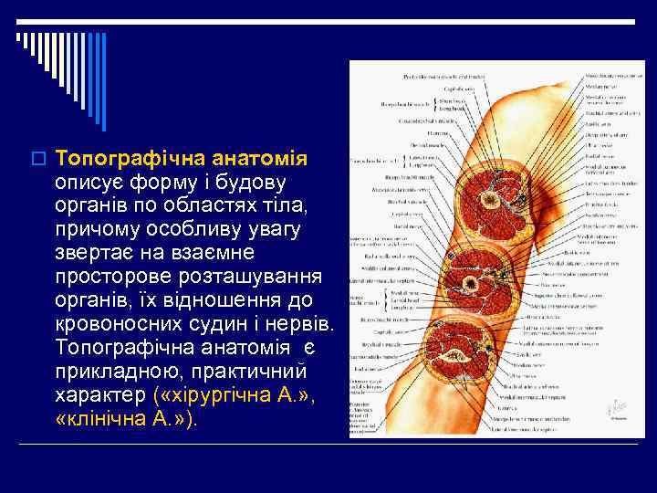 o Топографічна анатомія описує форму і будову органів по областях тіла, причому особливу увагу