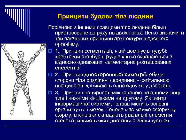 Принципи будови тіла людини Порівняно з іншими ссавцями тіло людини більш пристосоване до руху