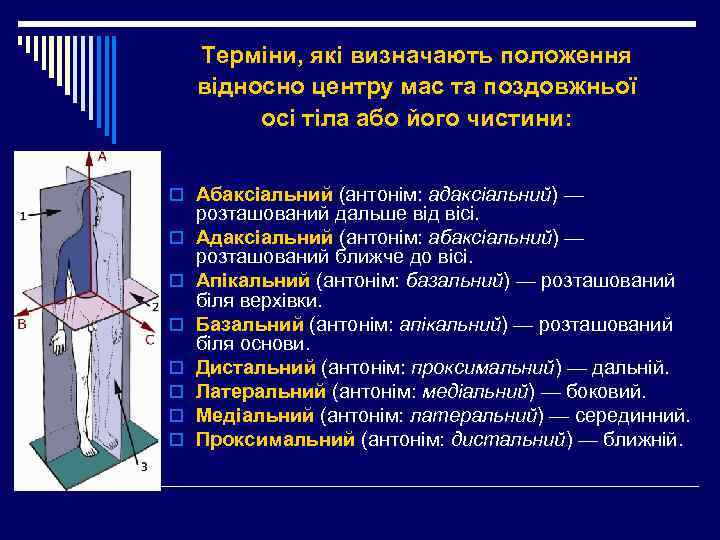 Терміни, які визначають положення відносно центру мас та поздовжньої осі тіла або його чистини: