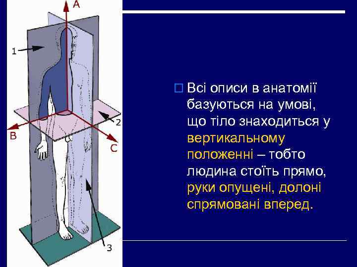 o Всі описи в анатомії базуються на умові, що тіло знаходиться у вертикальному положенні