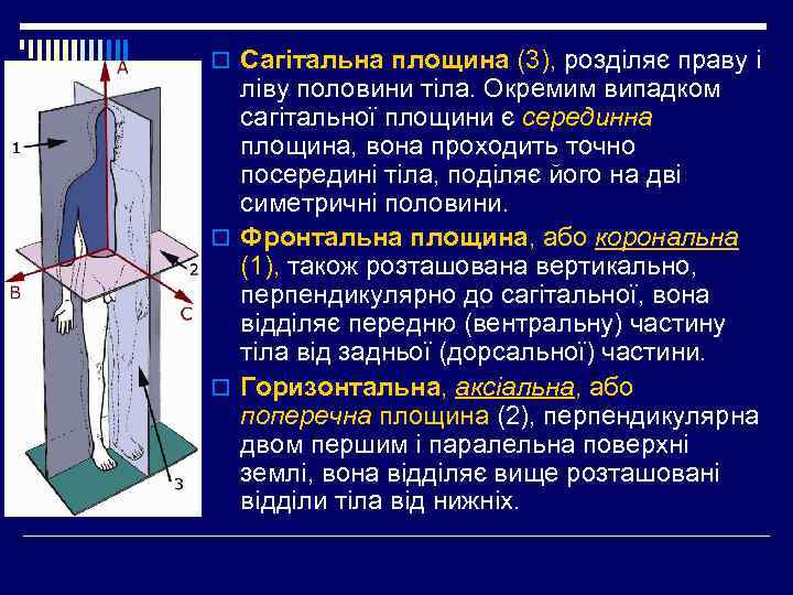 o Сагітальна площина (3), розділяє праву і ліву половини тіла. Окремим випадком сагітальної площини