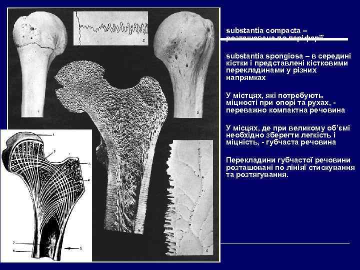 substantia compacta – розташована по періферії substantia spongiosa – в середині кістки і представлені