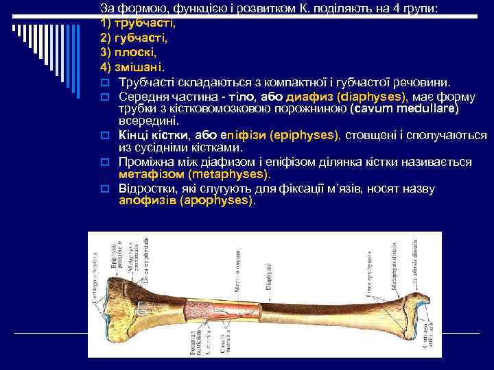 За формою, функцією і розвитком К. поділяють на 4 групи: 1) трубчасті, 2) губчасті,