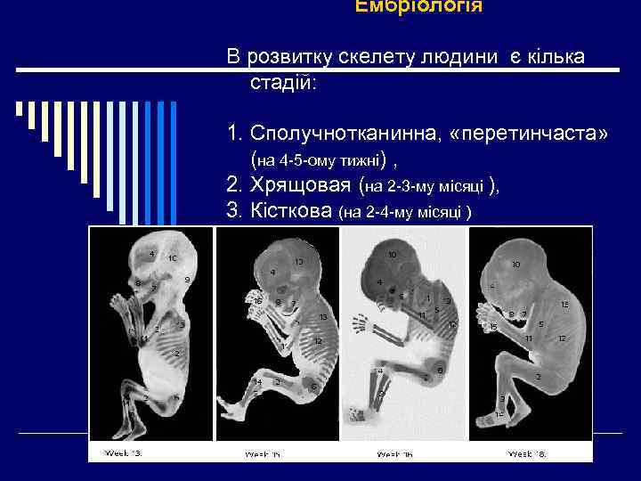 Ембріологія В розвитку скелету людини є кілька стадій: 1. Сполучнотканинна, «перетинчаста» (на 4 -5