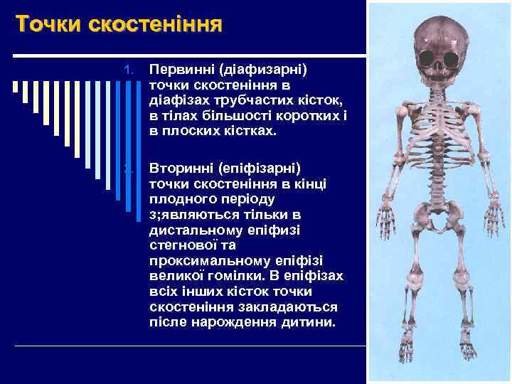 Точки скостеніння 1. Первинні (діафизарні) точки скостеніння в діафізах трубчастих кісток, в тілах більшості