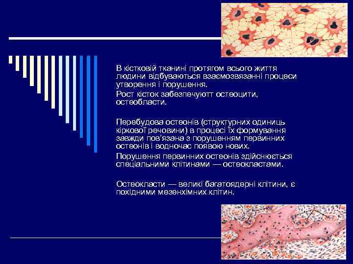 В кістковій тканині протягом всього життя людини відбуваються взаємозвязанні процеси утворення і порушення. Рост