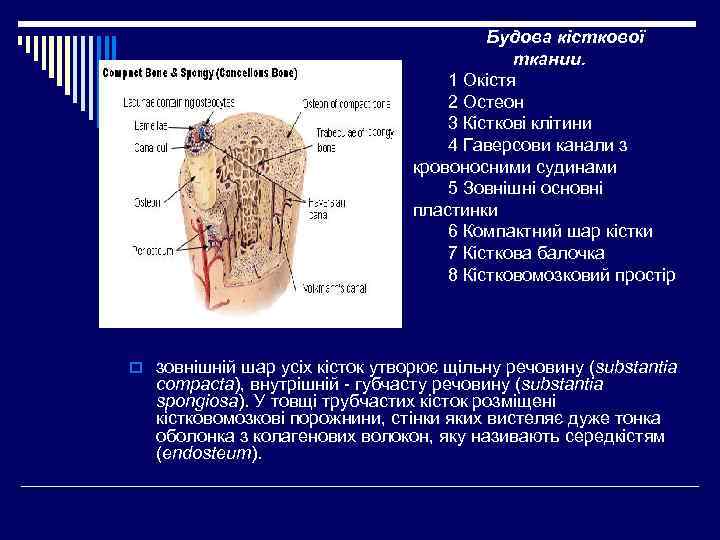 Будова кісткової ткании. 1 Окістя 2 Остеон 3 Кісткові клітини 4 Гаверсови канали з