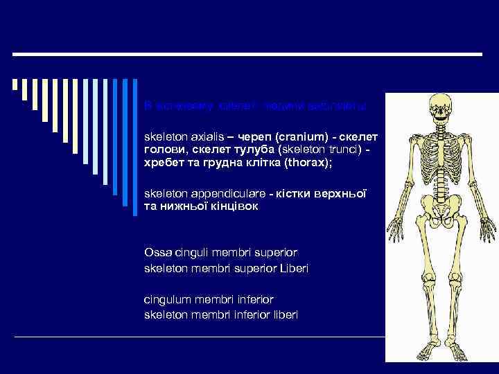 В кіcтковому скелеті людини виділяють: skeleton axialis – череп (cranium) - скелет голови, скелет