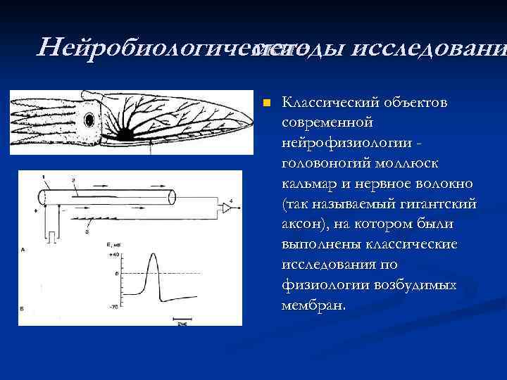Нейробиологические исследовани методы n Классический объектов современной нейрофизиологии головоногий моллюск кальмар и нервное волокно