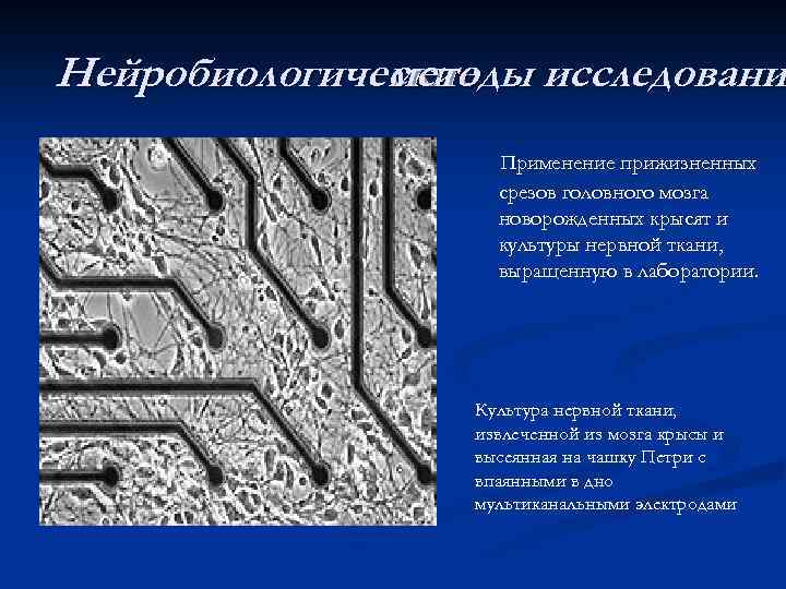 Нейробиологические исследовани методы Применение прижизненных срезов головного мозга новорожденных крысят и культуры нервной ткани,