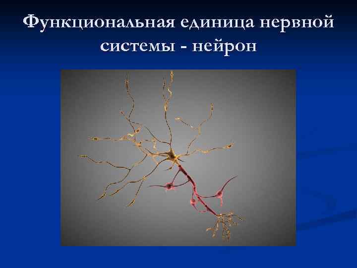 Функциональная единица нервной системы - нейрон 