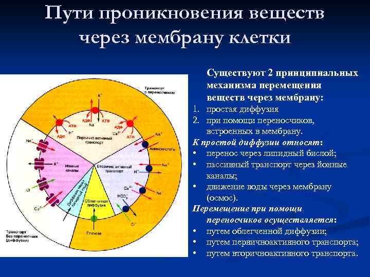 Пути проникновения веществ через мембрану клетки Существуют 2 принципиальных механизма перемещения веществ через мембрану: