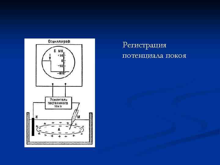 Регистрация потенциала покоя 