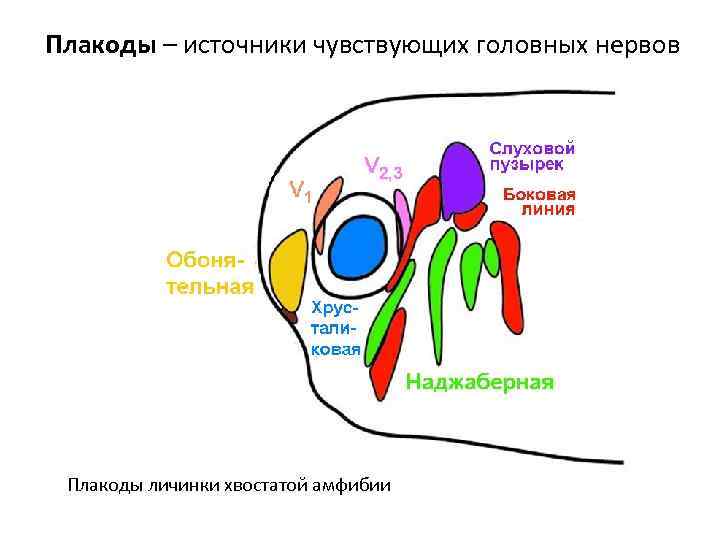 Плакоды – источники чувствующих головных нервов Плакоды личинки хвостатой амфибии 