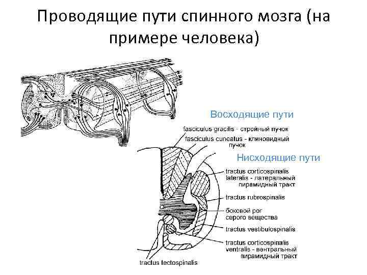 Проводящие пути спинного мозга (на примере человека) Восходящие пути Нисходящие пути 