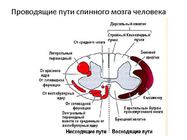 Проводящие пути спинного мозга человека 