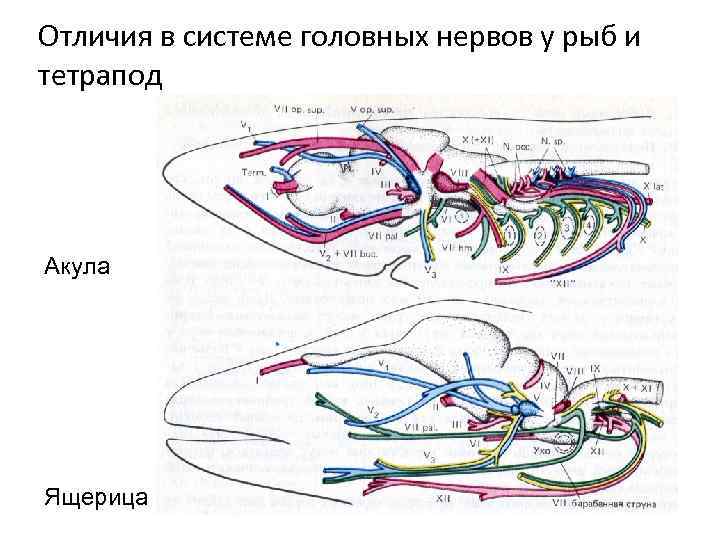 Отличия в системе головных нервов у рыб и тетрапод Акула Ящерица 