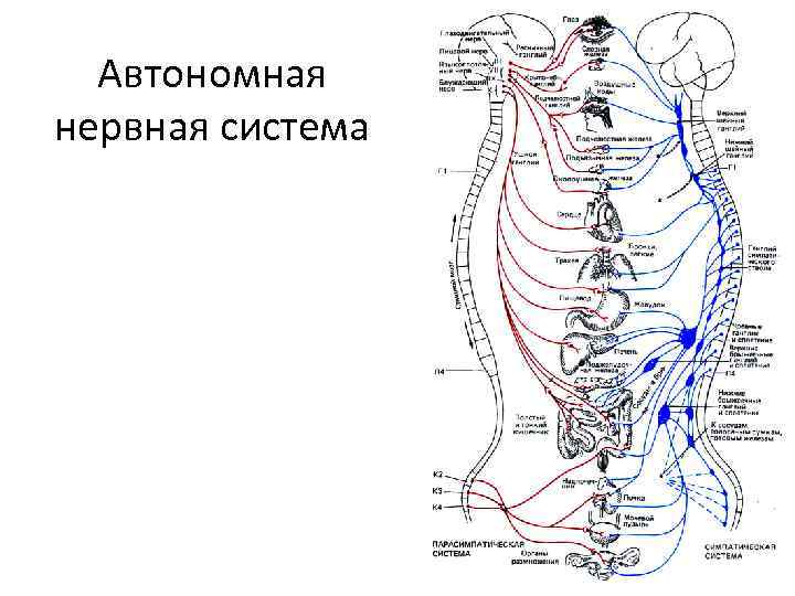 Автономная нервная система 