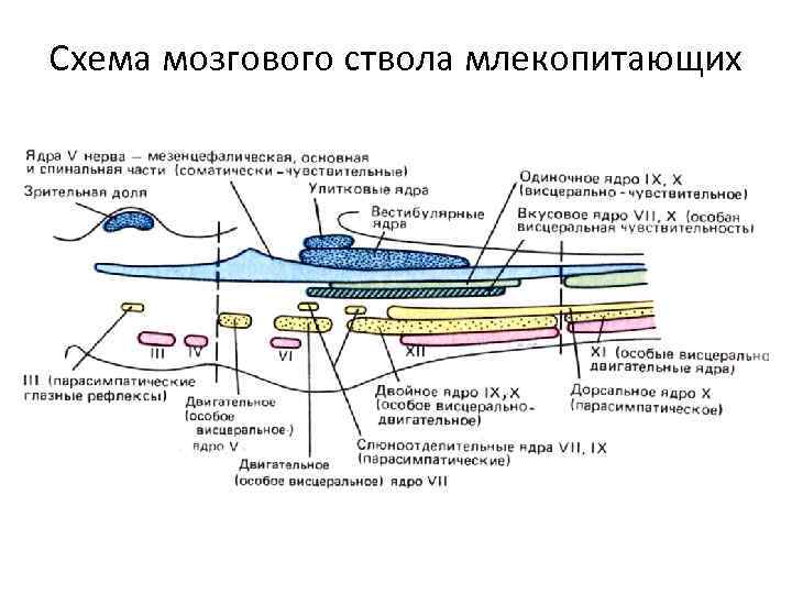 Схема мозгового ствола млекопитающих 
