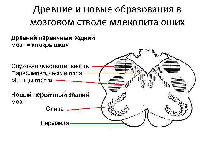 Древние и новые образования в мозговом стволе млекопитающих Древний первичный задний мозг = «покрышка»