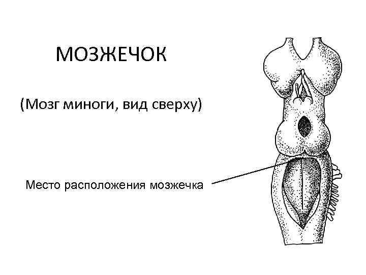 МОЗЖЕЧОК (Мозг миноги, вид сверху) Место расположения мозжечка 