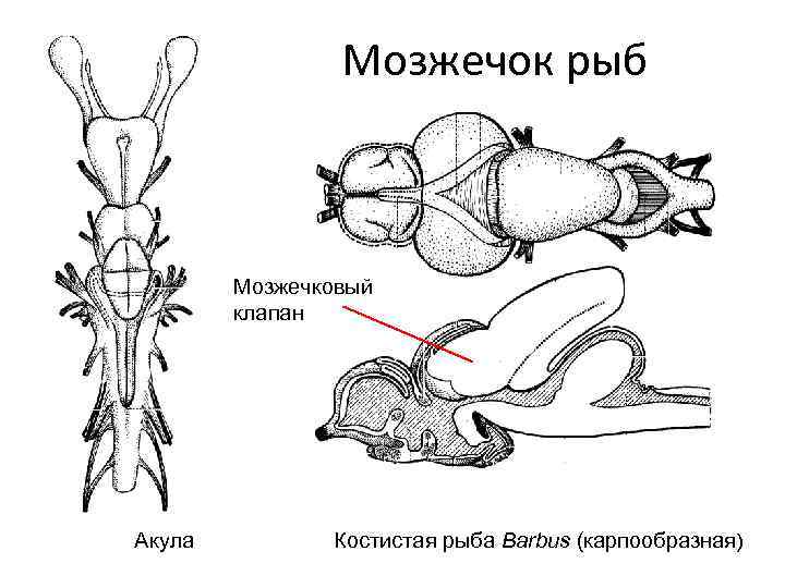 Мозжечок рыб Мозжечковый клапан Акула Костистая рыба Barbus (карпообразная) 