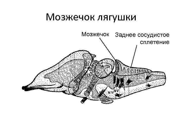 Мозжечок лягушки Мозжечок Заднее сосудистое сплетение 