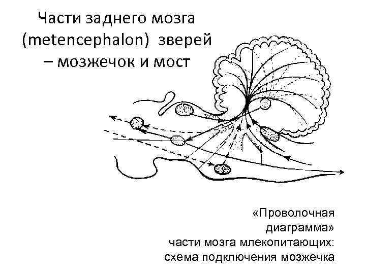 Части заднего мозга (metencephalon) зверей – мозжечок и мост «Проволочная диаграмма» части мозга млекопитающих:
